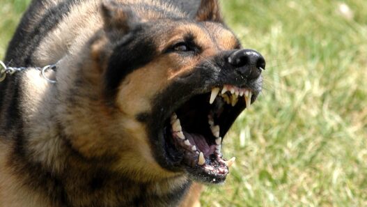 Les races de chiens considérées comme dangereuses en Suisse
