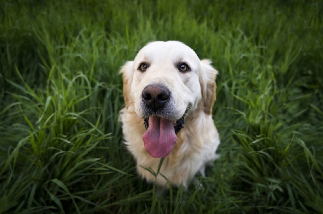 races de chiens faciles à éduquer