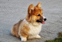 races de chiens les plus mignonnes