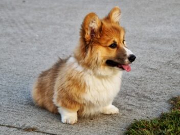 Top 15 des chiens qui vont faire fondre votre cœur – Lequel choisirez-vous ?