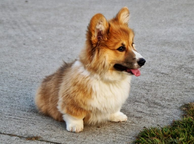 Voici les 8 races de chiens qui sont vraiment les plus mignonnes