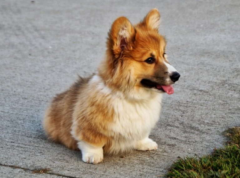 races de chiens les plus mignonnes