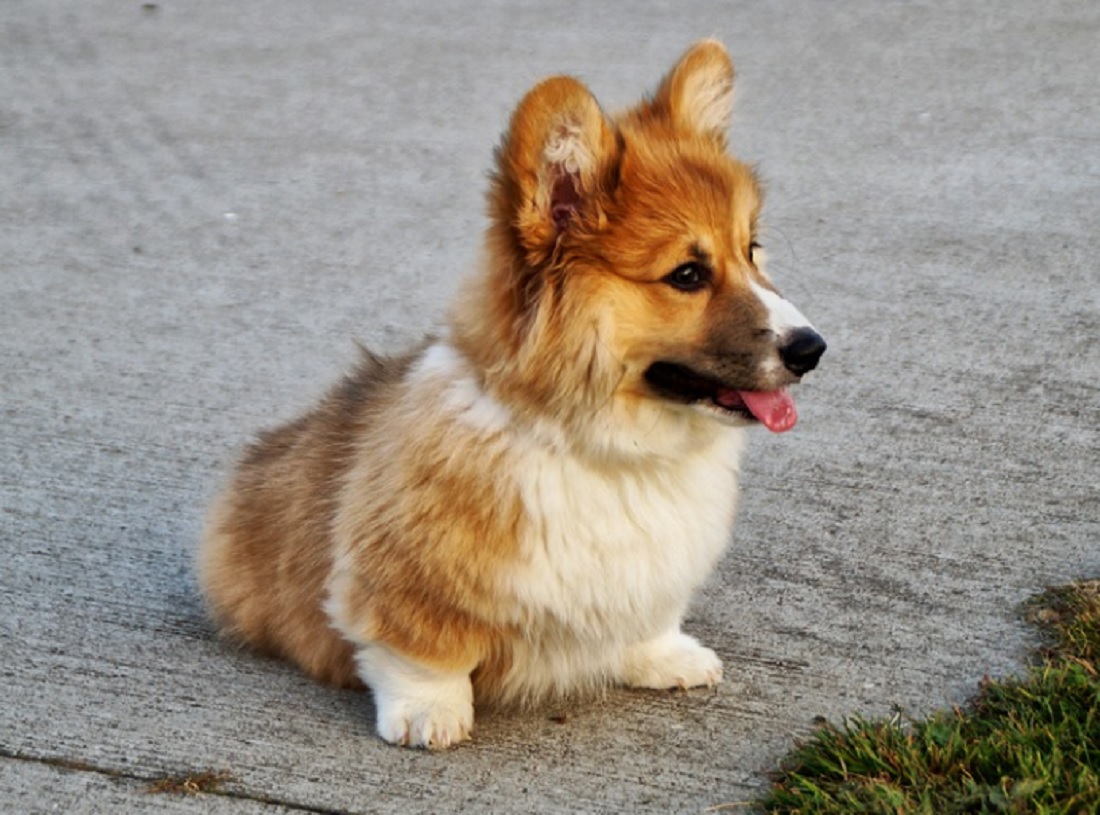races de chiens les plus mignonnes