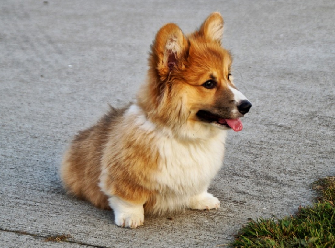 races de chiens les plus mignonnes