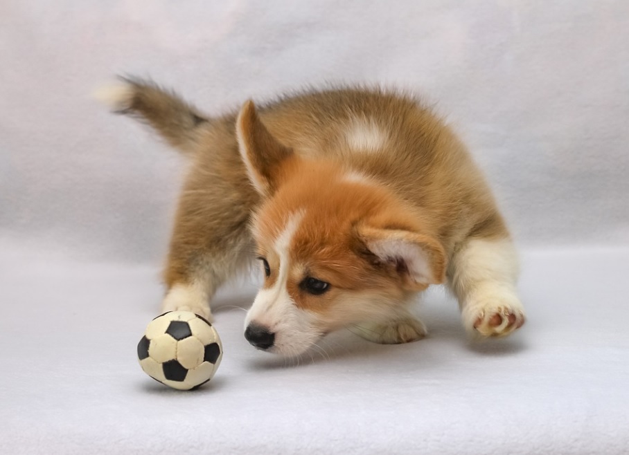 races de chiens mignonnes