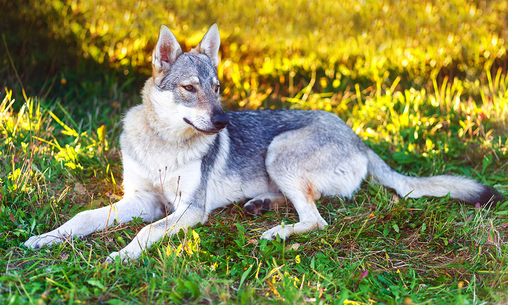 10 races de chiens ressemblant à des loups