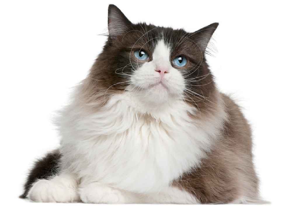Ragdoll Ragdoll