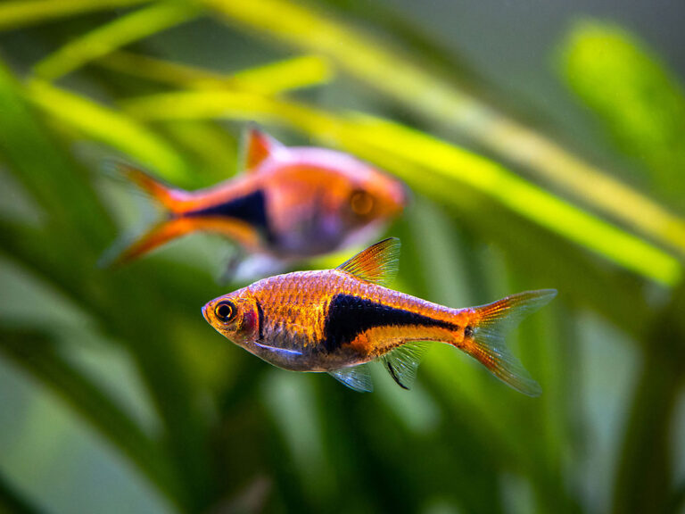 Le Rasbora