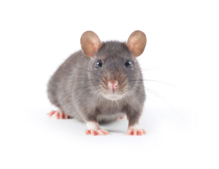 Adopter un rat domestique : 3 qualités qui vont vous faire craquer
