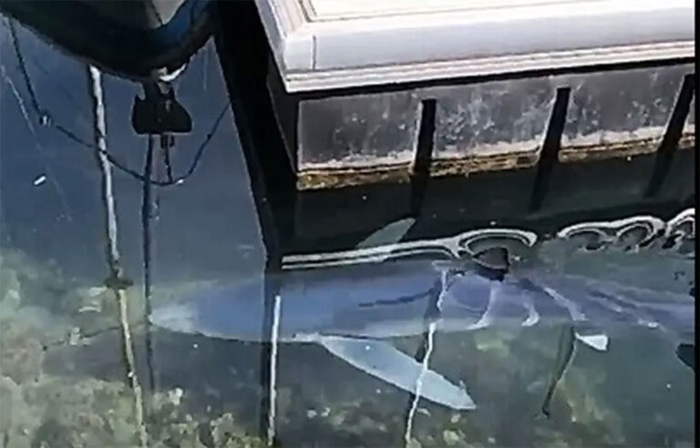 Un requin bleu de 2 mètres filmé dans le port de Sète