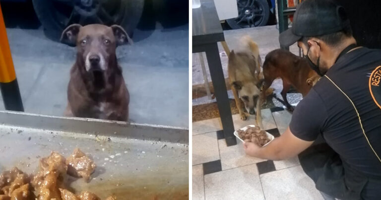 Des chiens errants nourris grâce à un généreux restaurateur