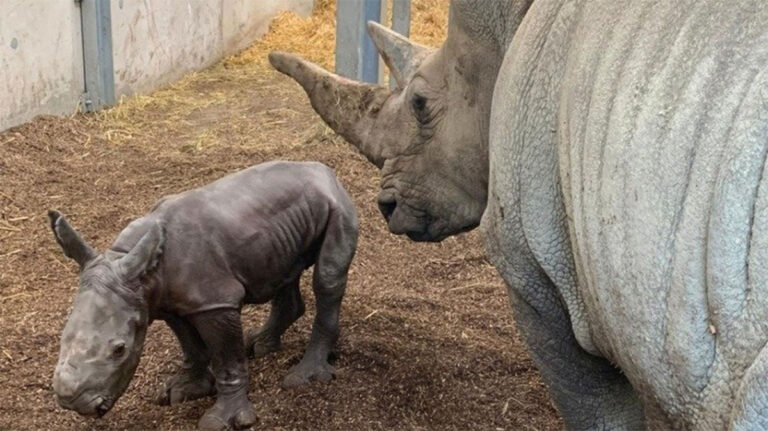 Zoo de Zurich : la naissance du premier rhinocéros blanc