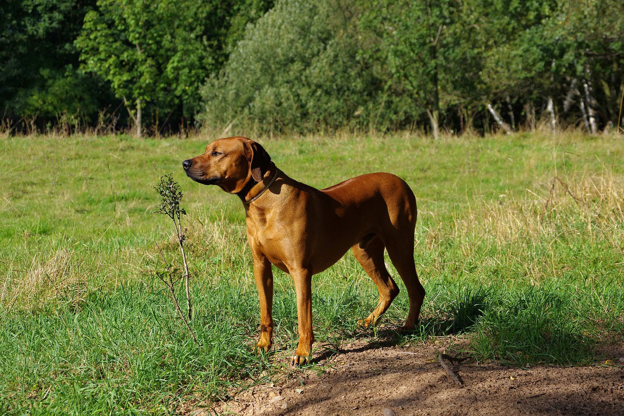 Rhodesian Ridgeback