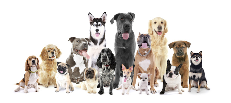 5 races de chiens avec la meilleure santé