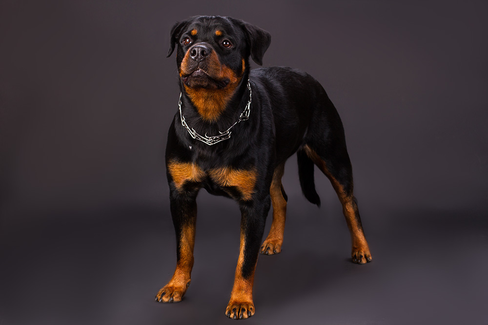Rottweiler Rottweiler