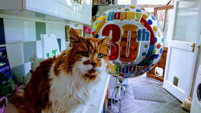 Rubble fête ses 32 ans : chat alors !