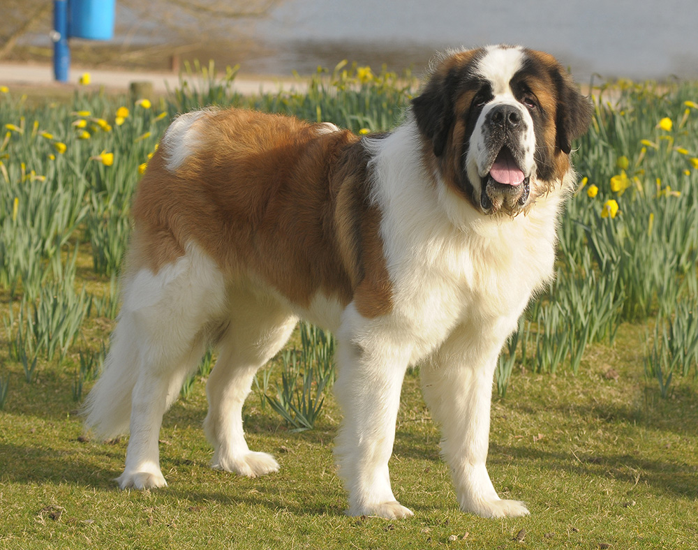 Saint-Bernard Saint-Bernard