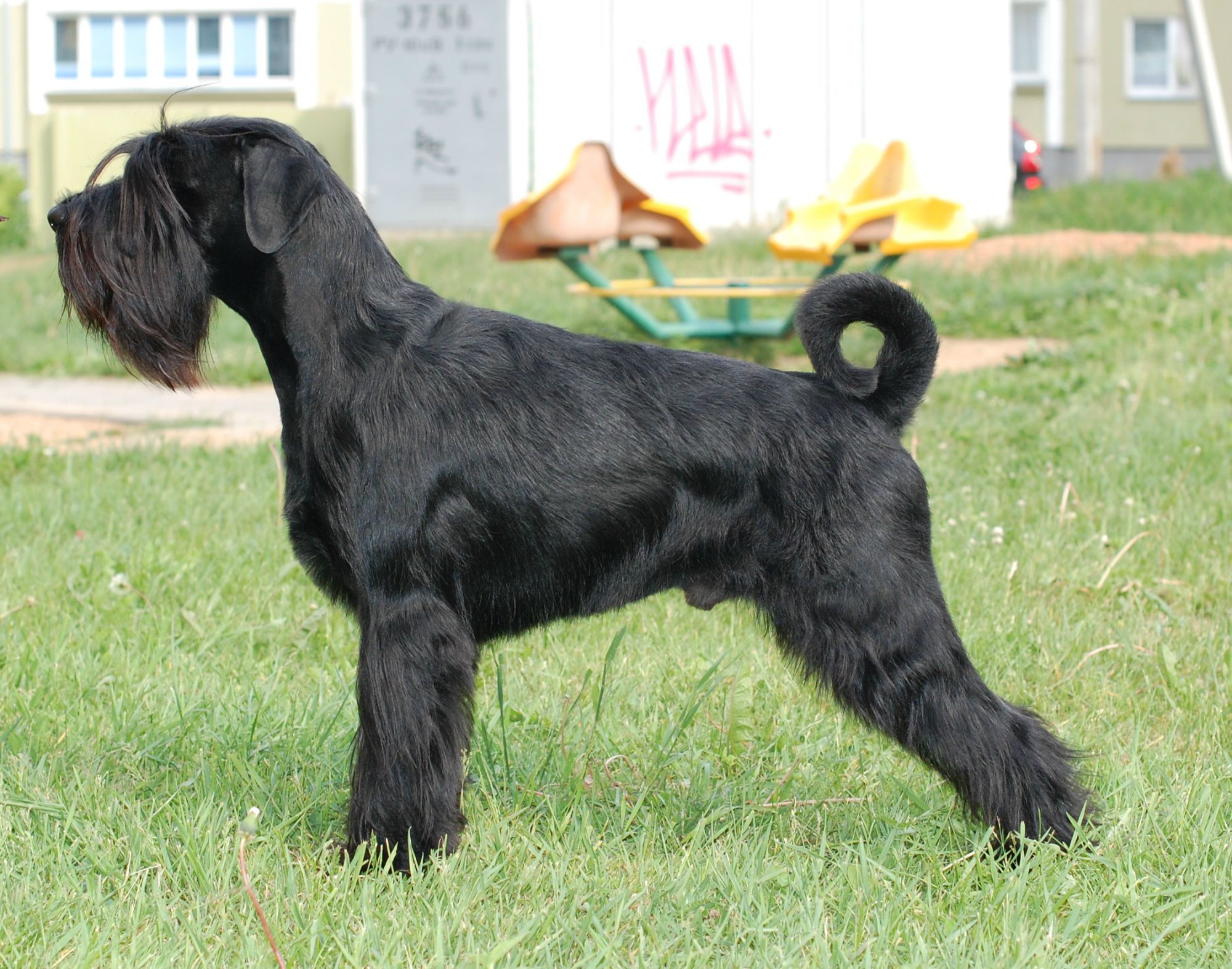 Schnauzer Schnauzer