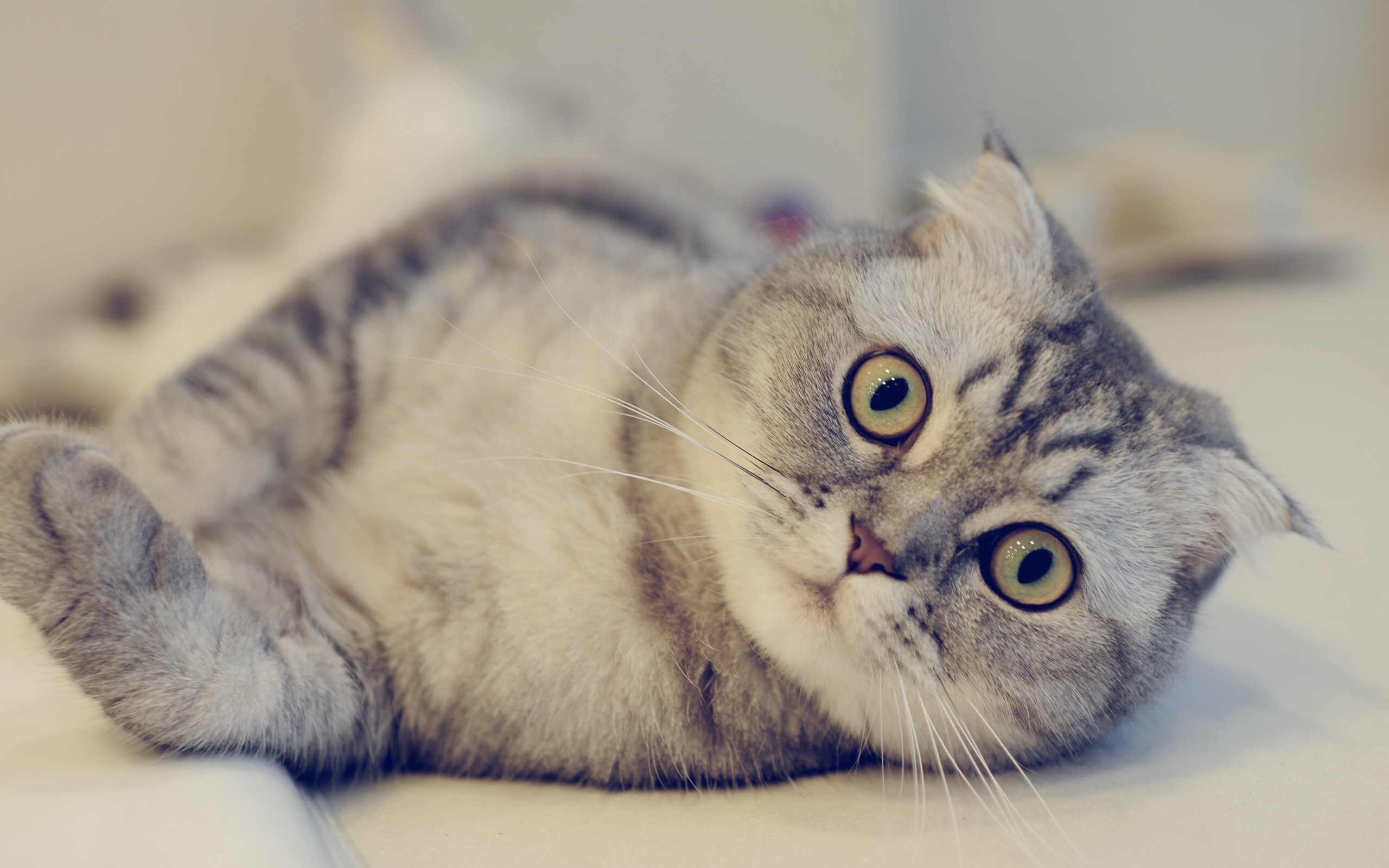 Scottish Fold Scottish Fold