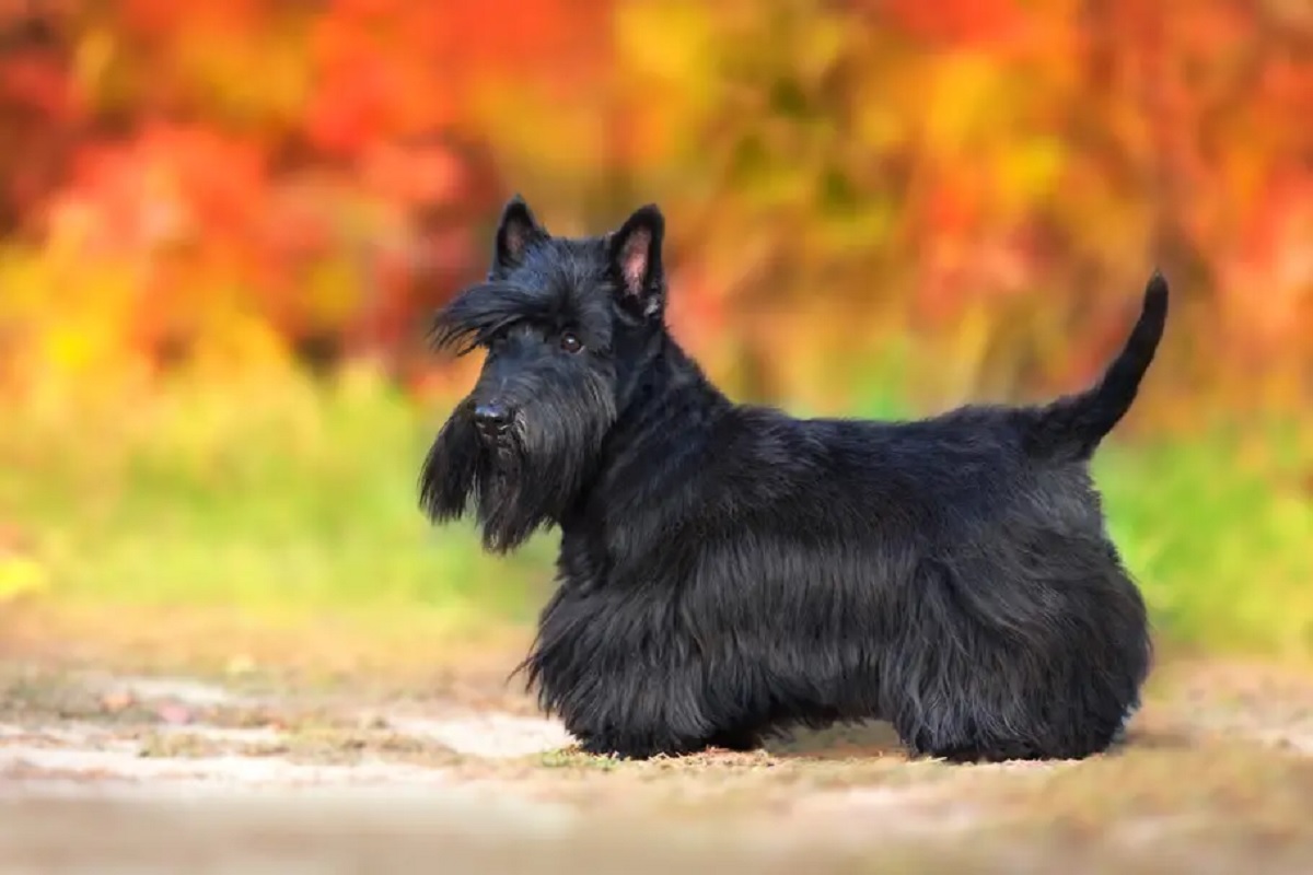 Scottish Terrier Scottish Terrier