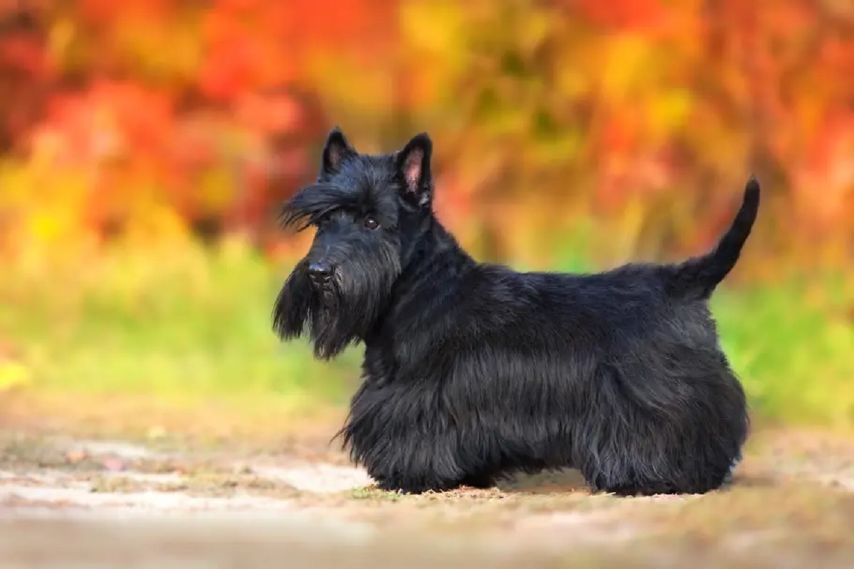 Scottish Terrier