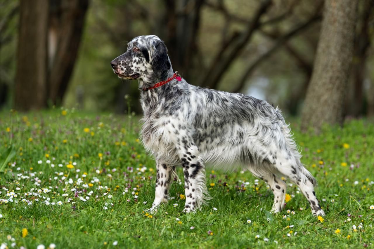 Setter anglais Setter anglais