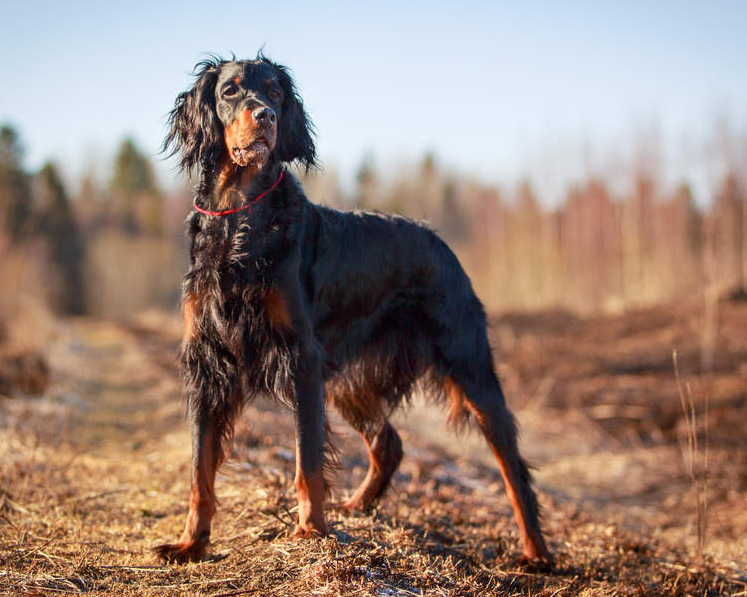 Setter Gordon Setter Gordon