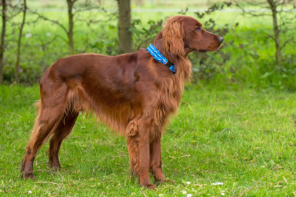 Setter irlandais Setter irlandais