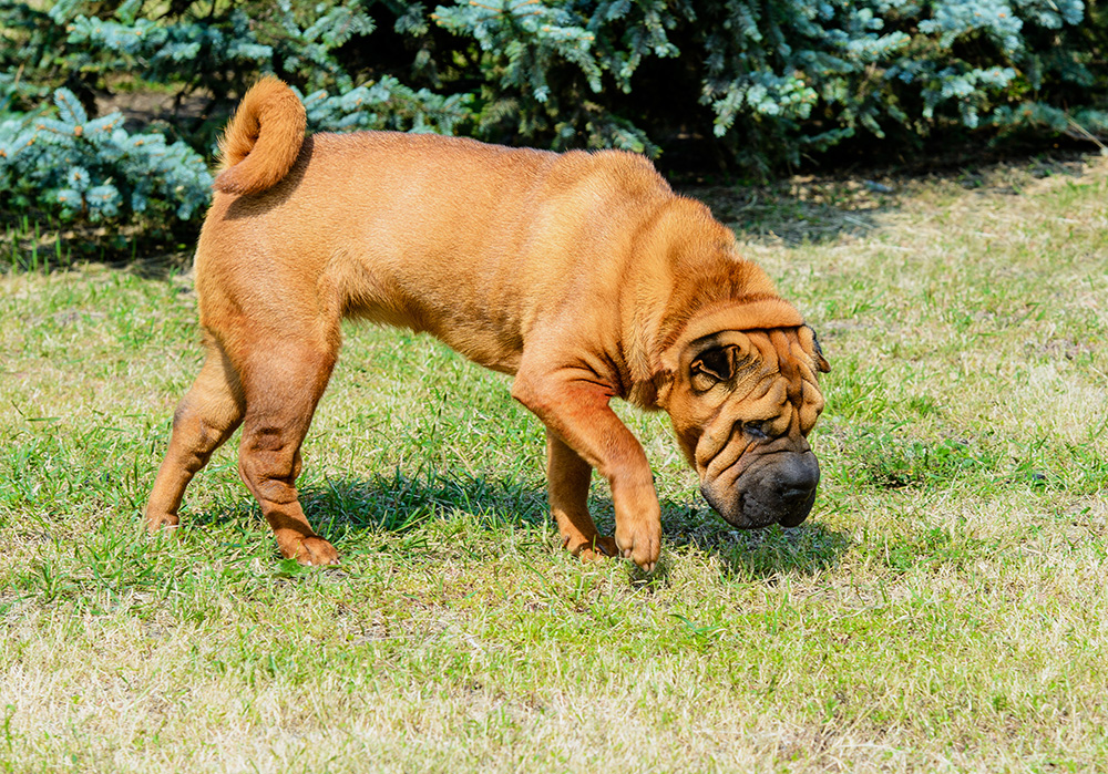 Shar Pei