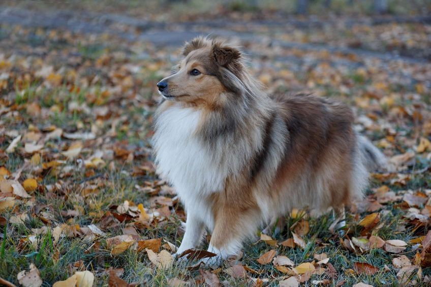 Shetland ou Berger des Shetland Shetland ou Berger des Shetland