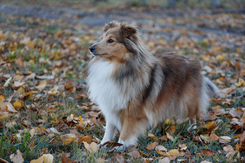 Shetland ou Berger des Shetland