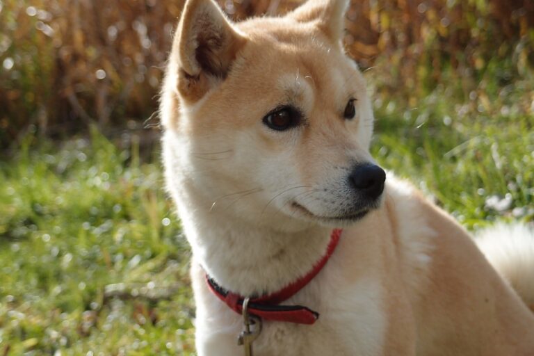 3 raisons d’adopter un Shiba Inu