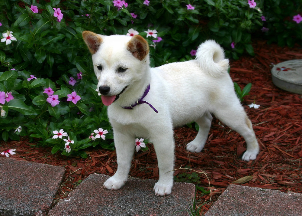 Shiba Inu