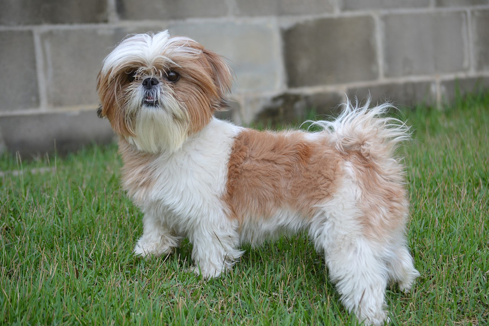 Shih Tzu Shih Tzu
