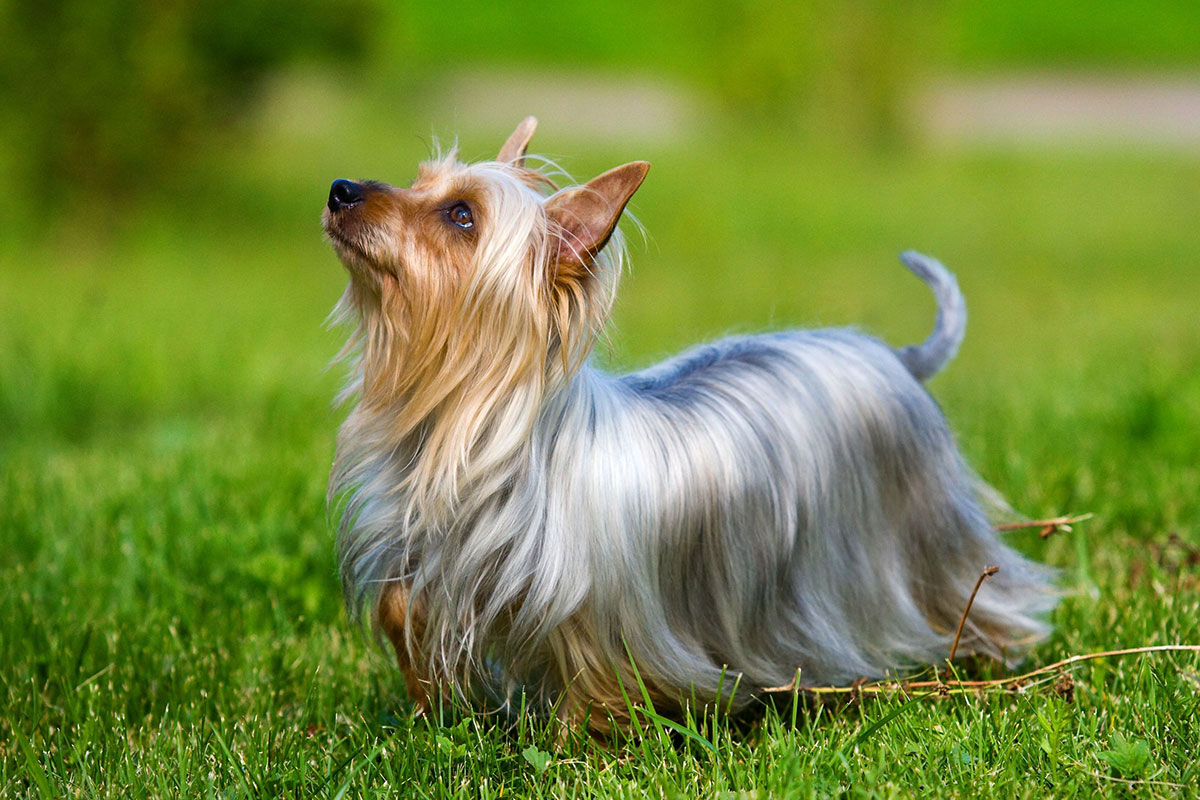 Silky Terrier Silky Terrier