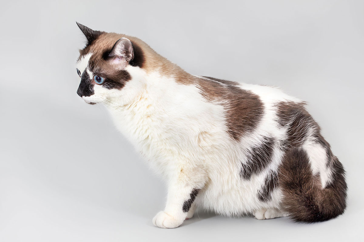Snowshoe chat taille