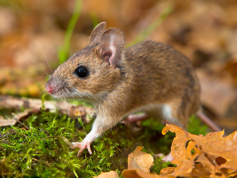 Souris Souris