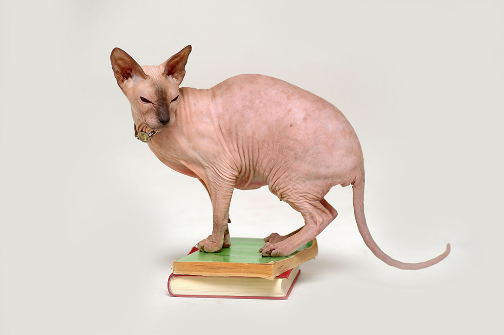 Sphynx Sphynx