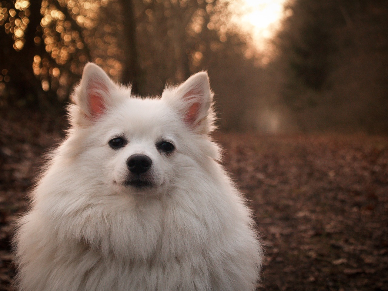 Spitz Allemand