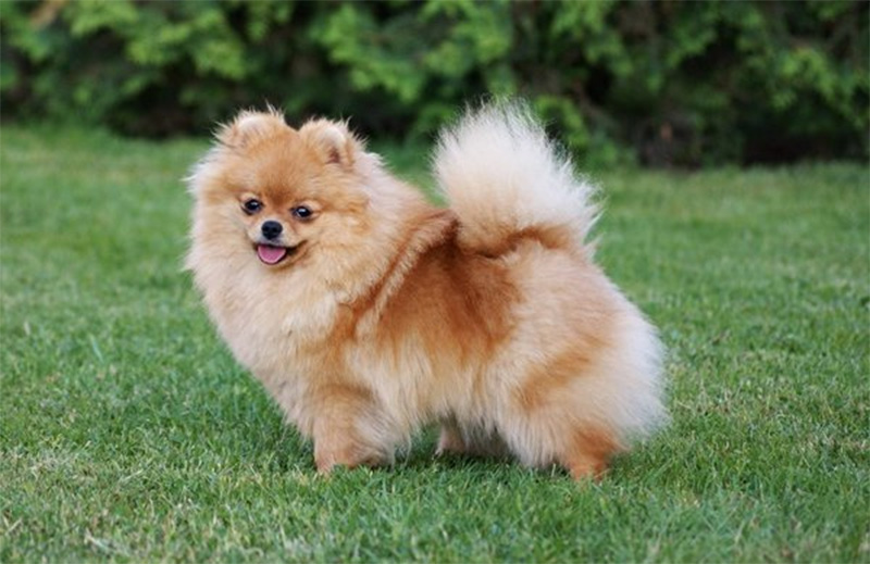 Spitz nain Spitz nain