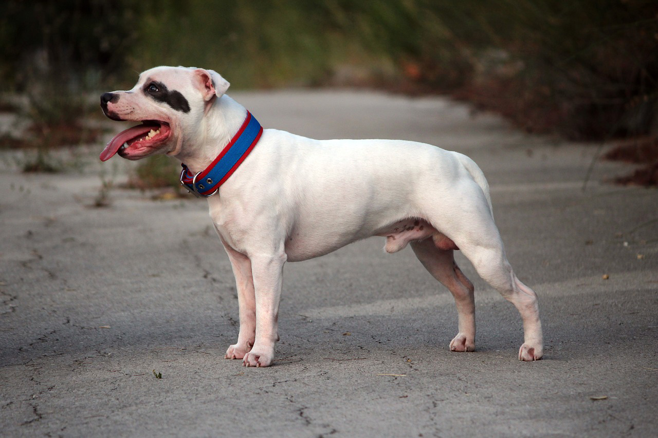 Staffordshire Bull Terrier Staffordshire Bull Terrier