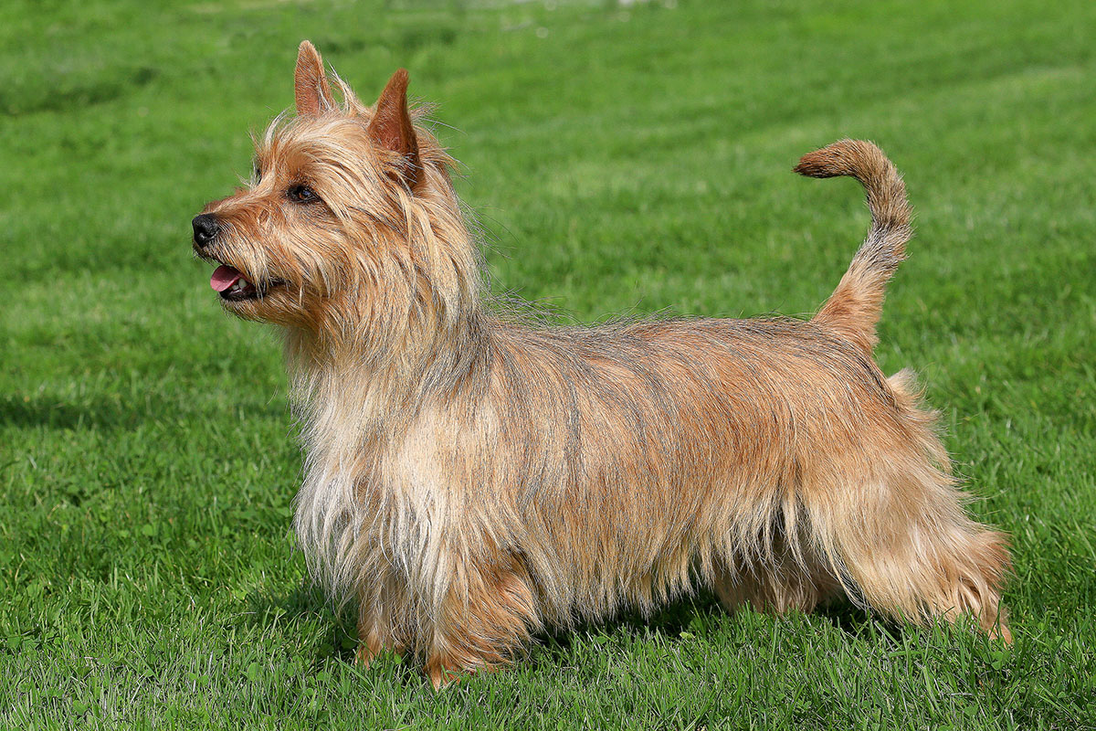 Terrier australien Terrier australien