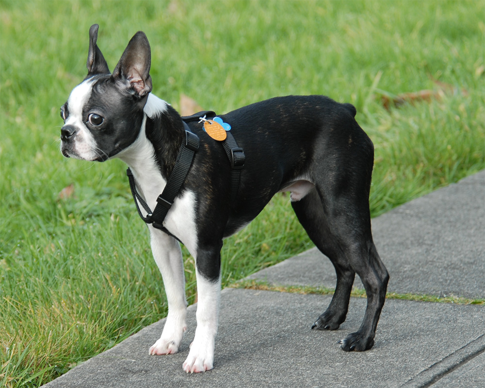 Boston terrier sales race