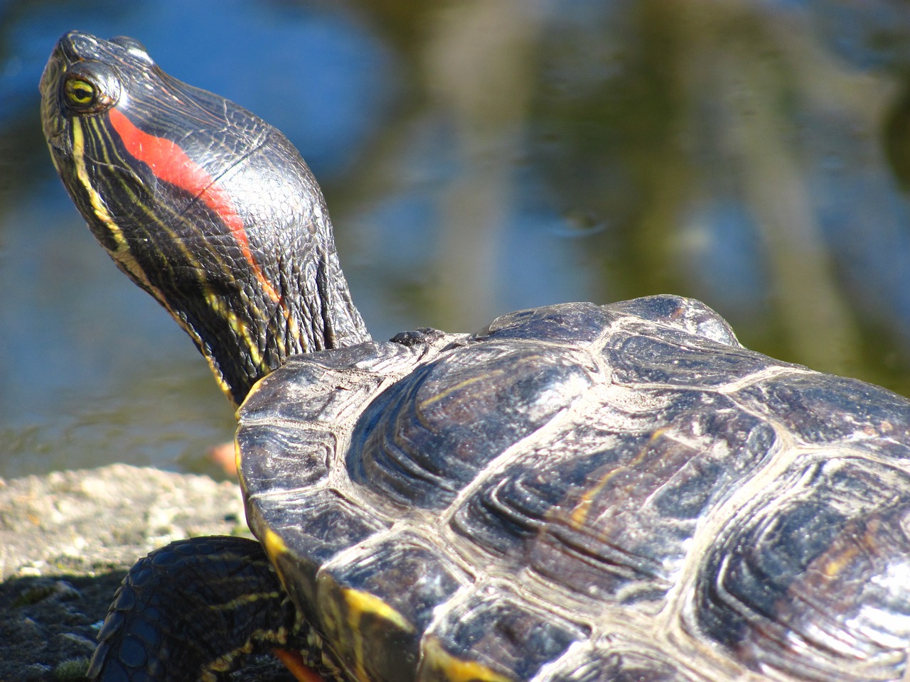 Quelle tortue aquatique choisir ?