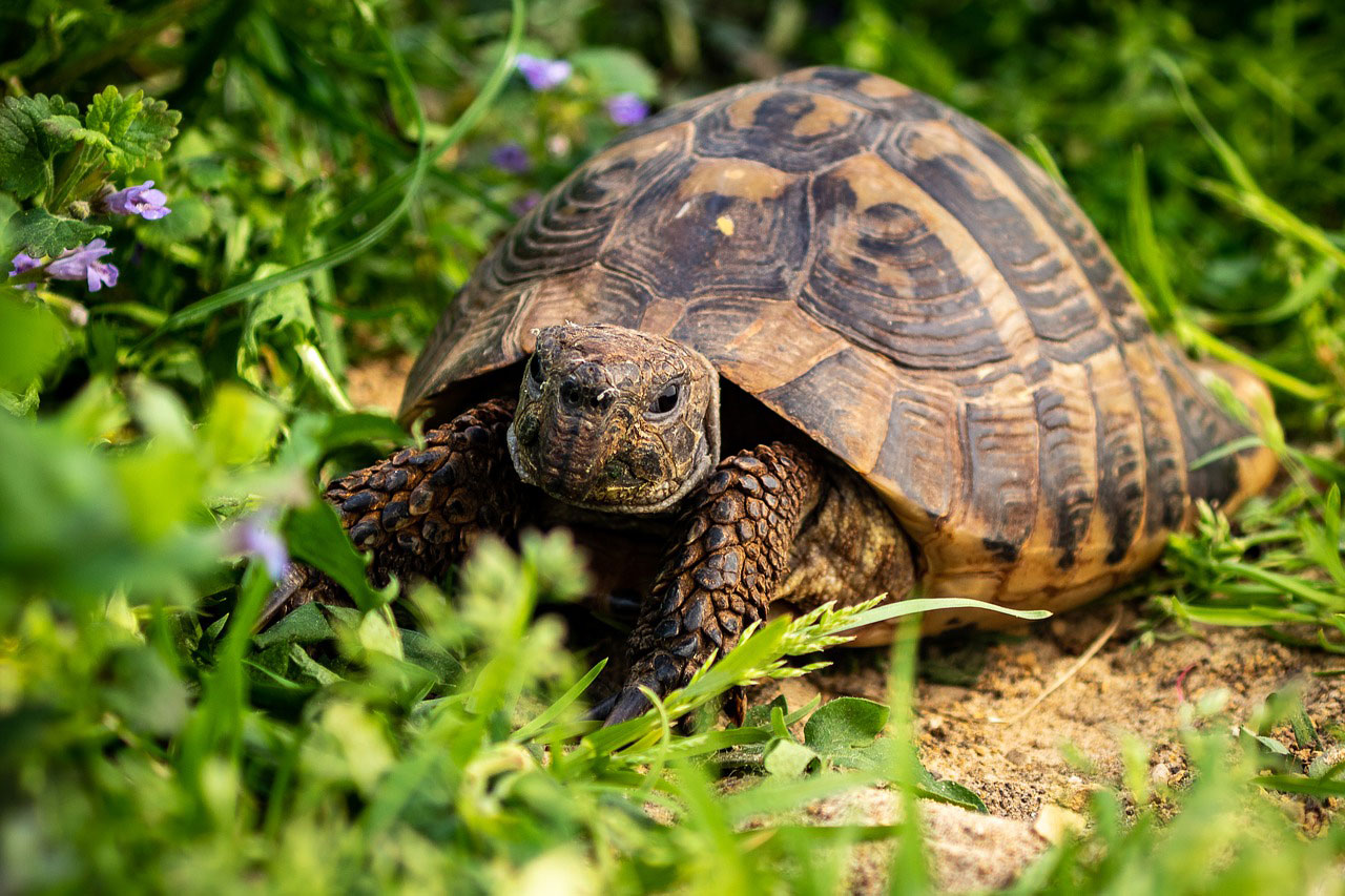 Tortue d'Herman suisse romande