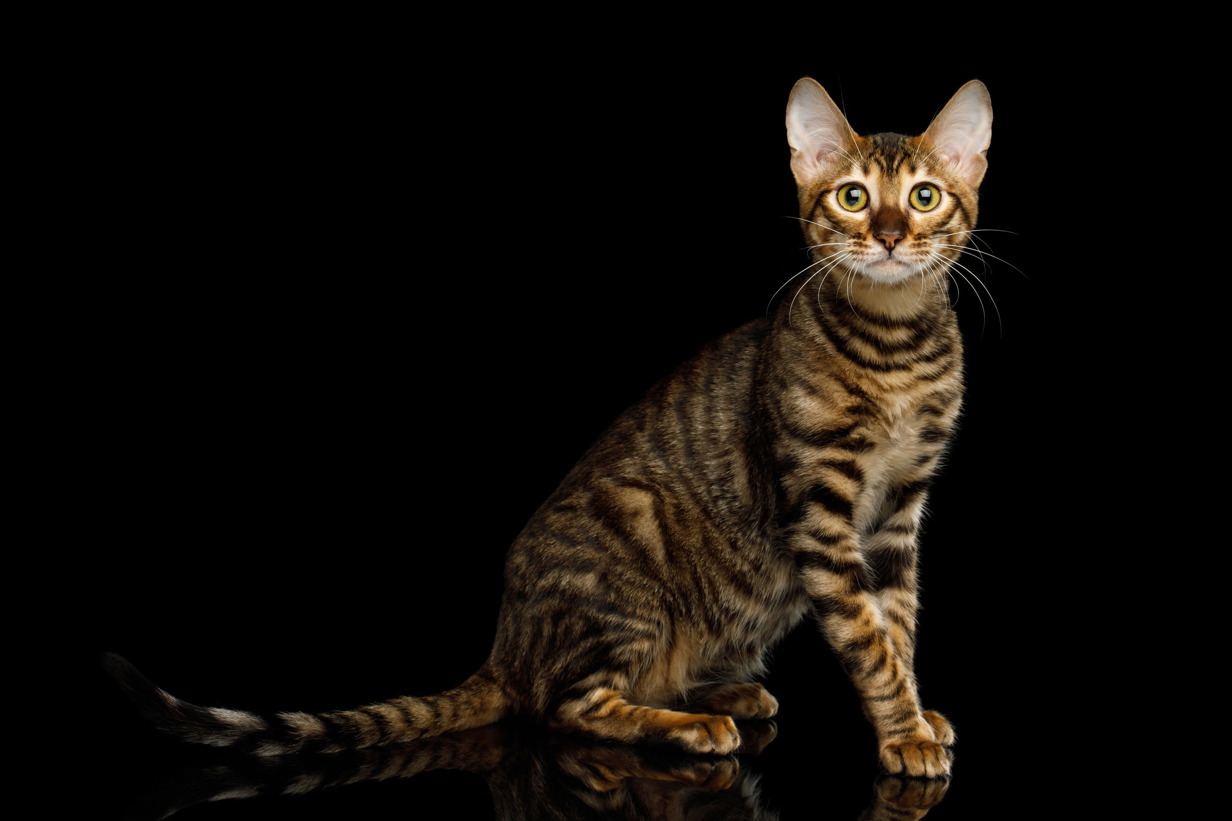 Toyger Toyger