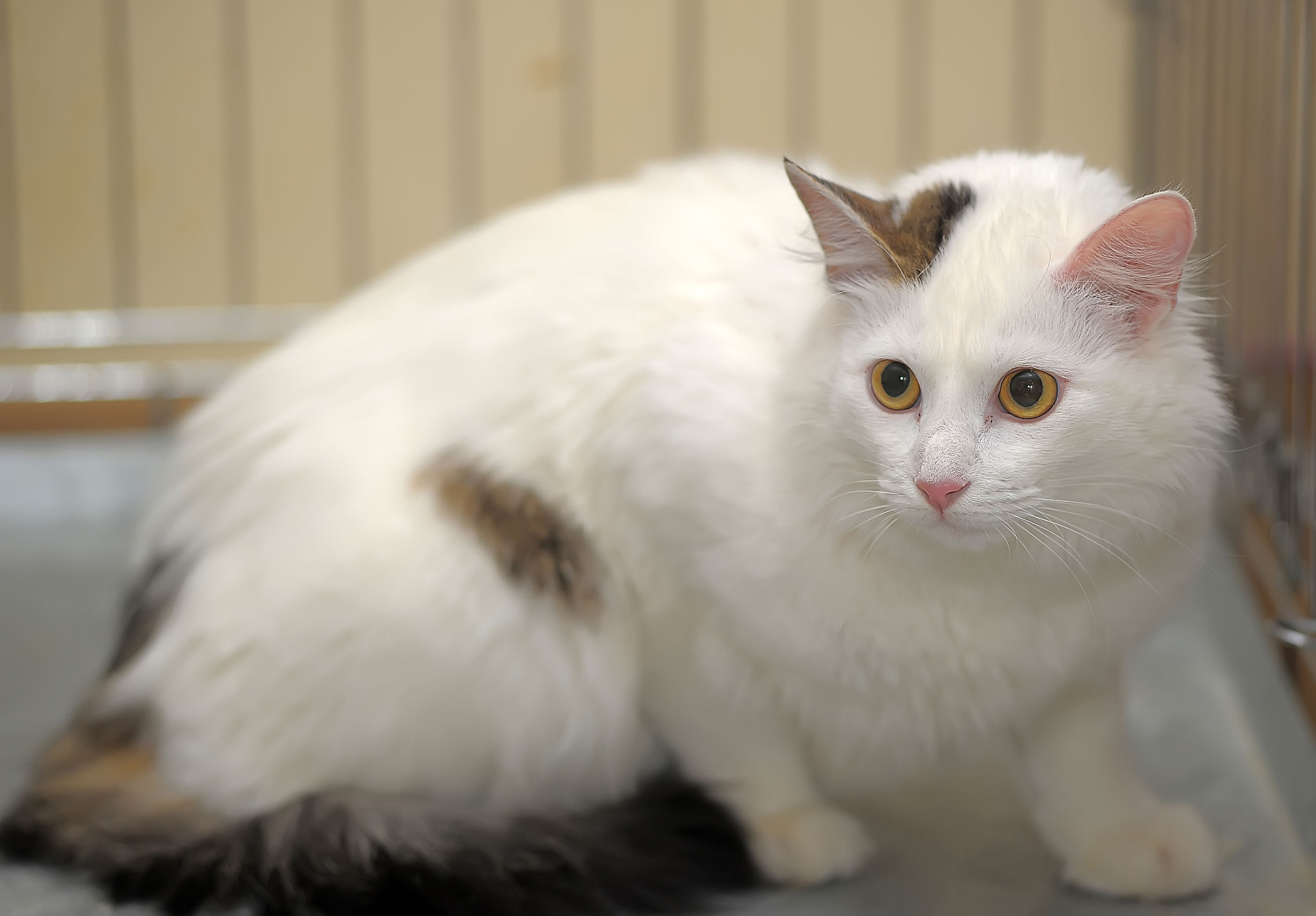 Turkish Van