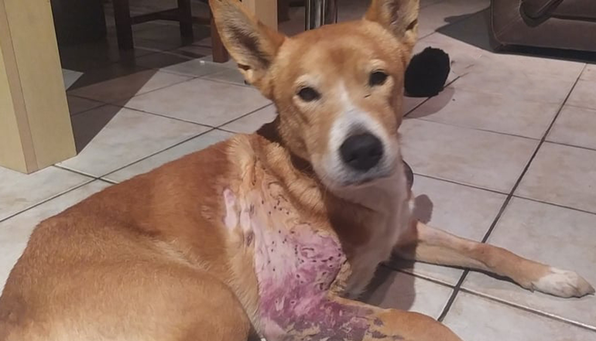 chien survit à un tir de trente plombs