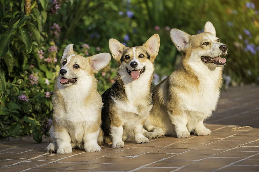 Welsh Corgi Welsh Corgi