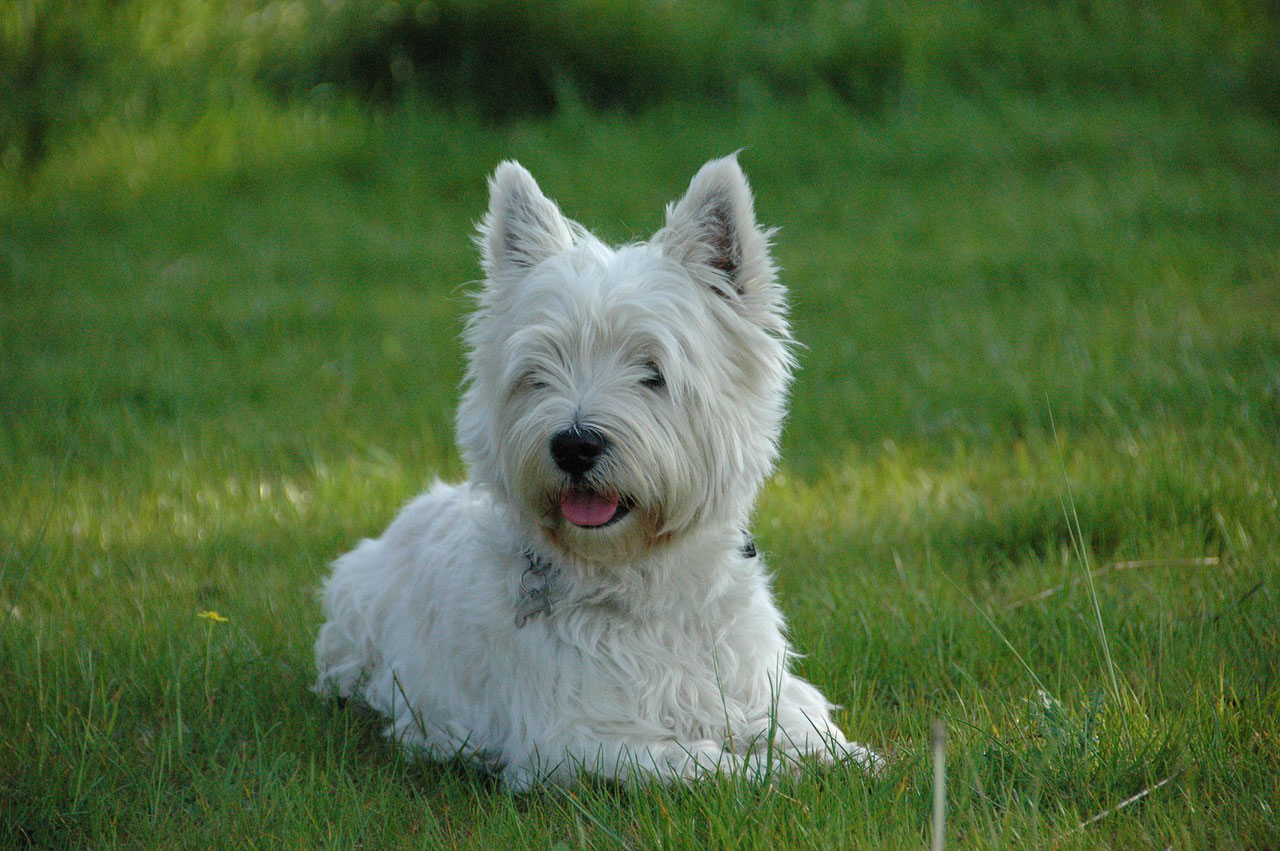 Westie Westie